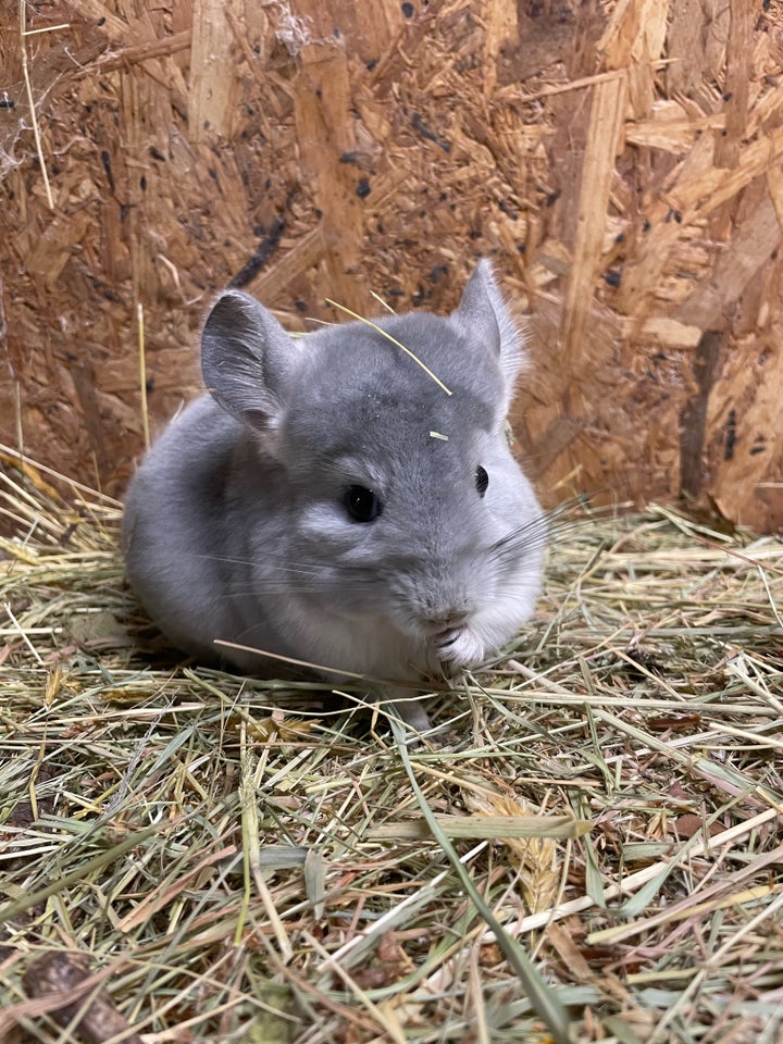 Chinchilla, 020624 år