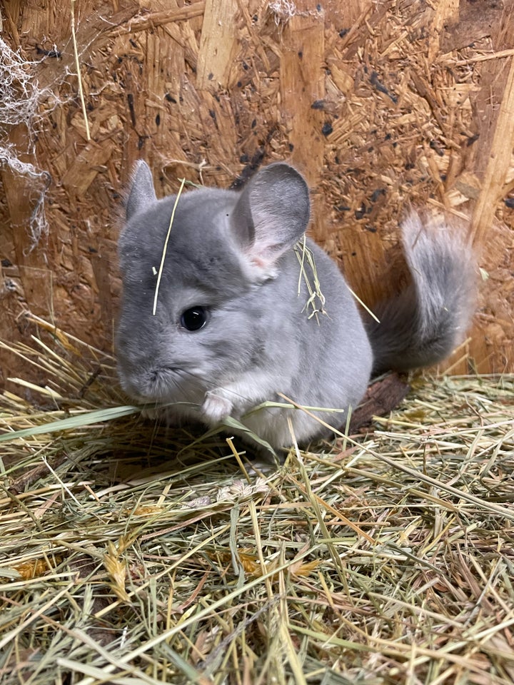 Chinchilla, 020624 år