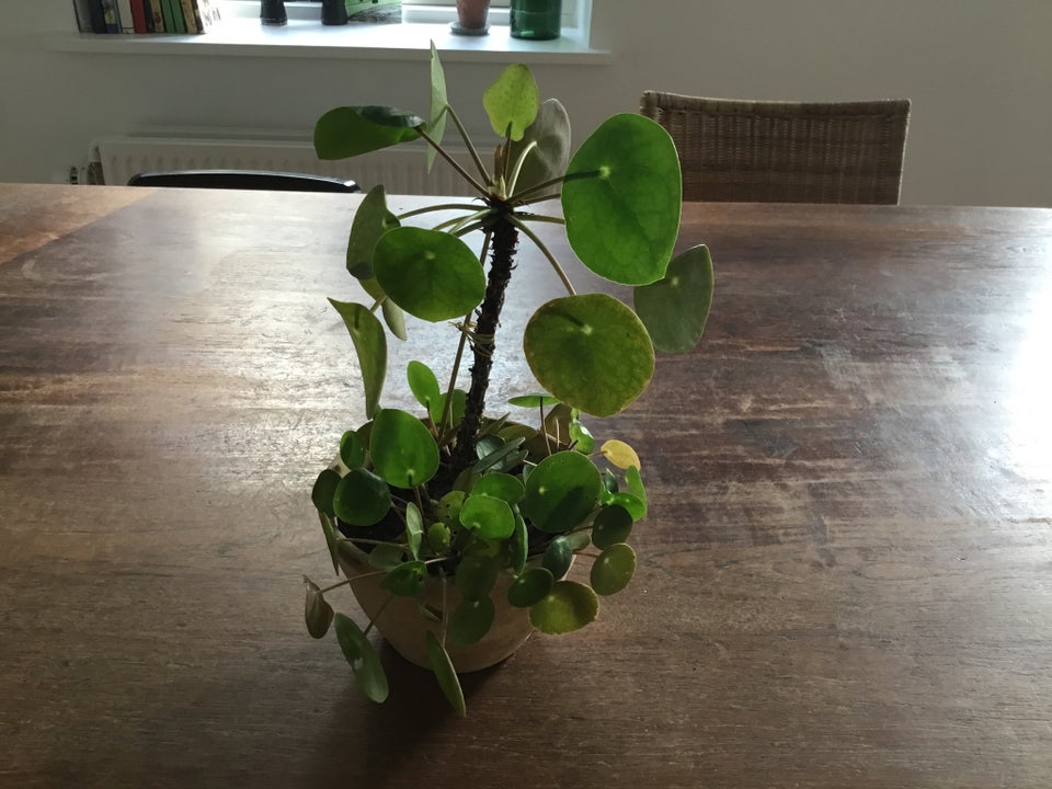 Plante Pilea