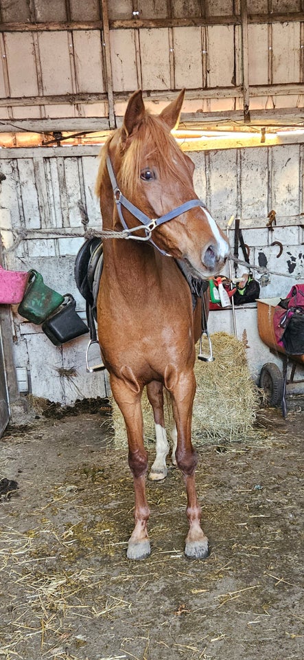 Blanding, hoppe, 8 år