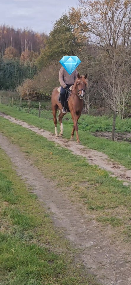 Blanding, hoppe, 8 år