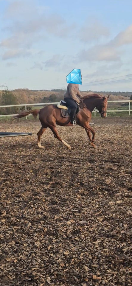 Blanding, hoppe, 8 år