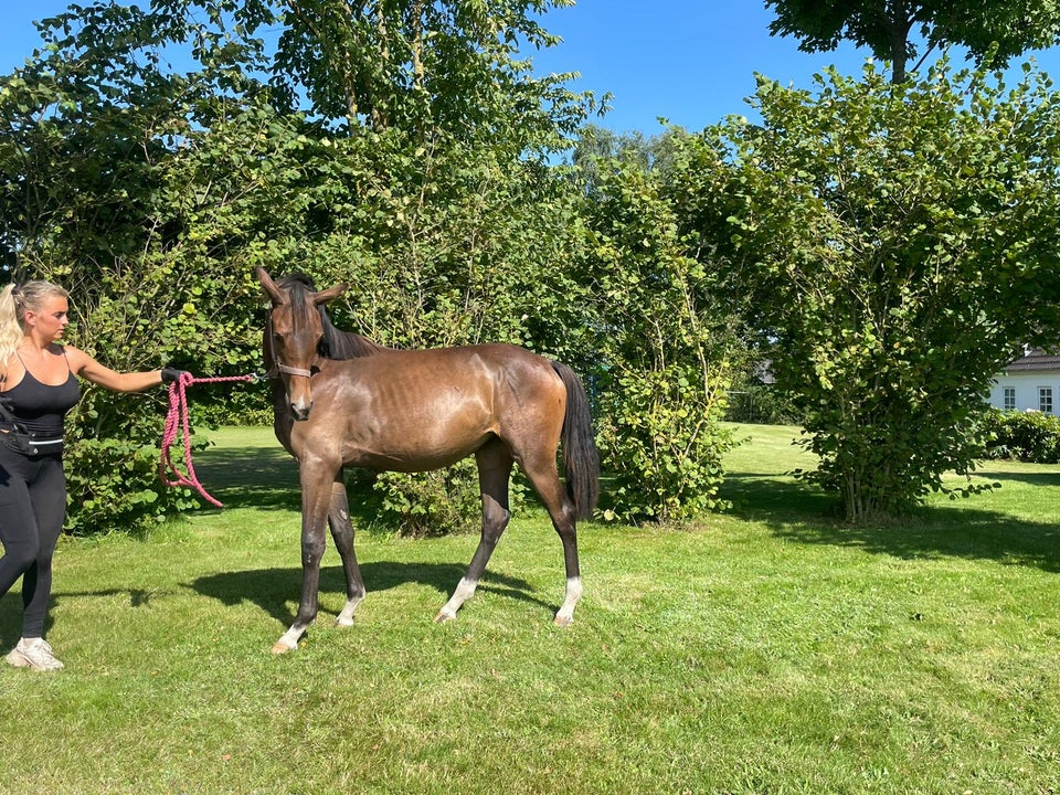 Dansk Varmblod hoppe 1 år