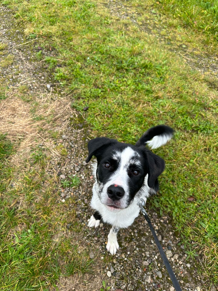 Rotte Collie / Rottweiler-border