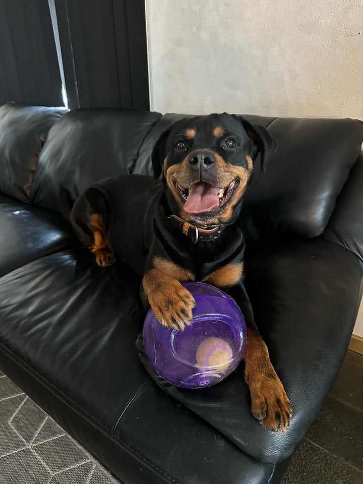 Rotte Collie / Rottweiler-border