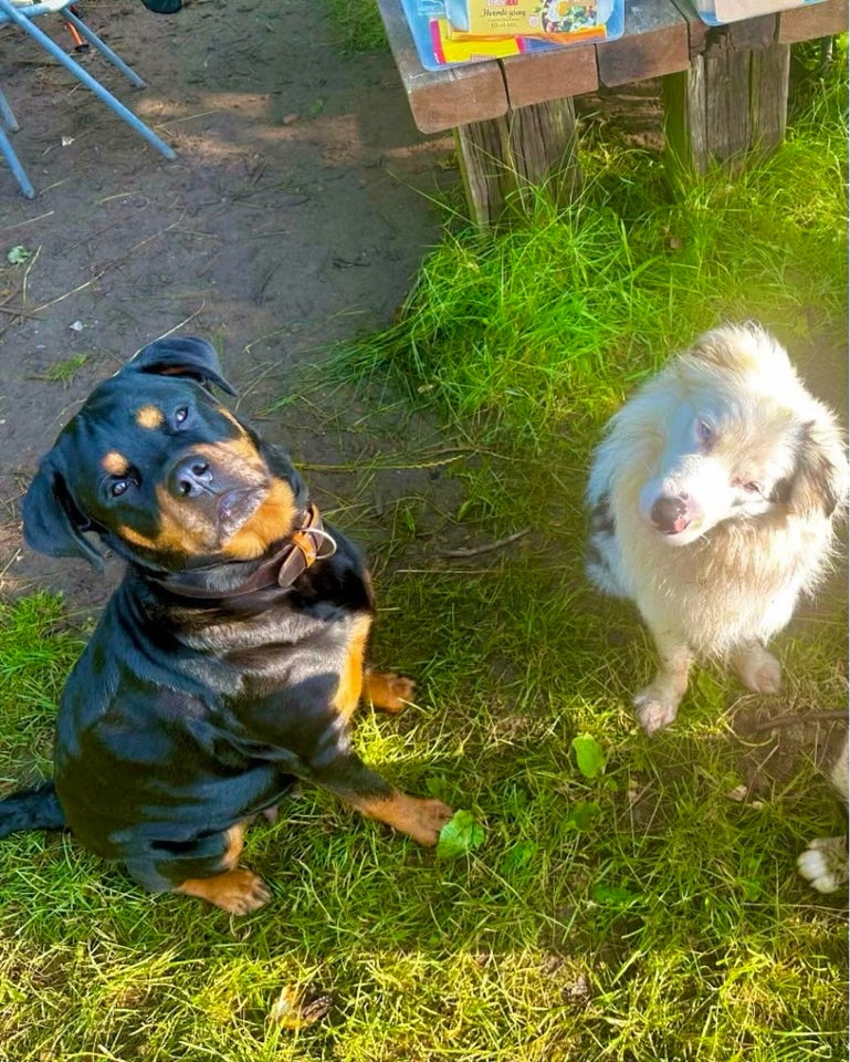 Rotte Collie / Rottweiler-border