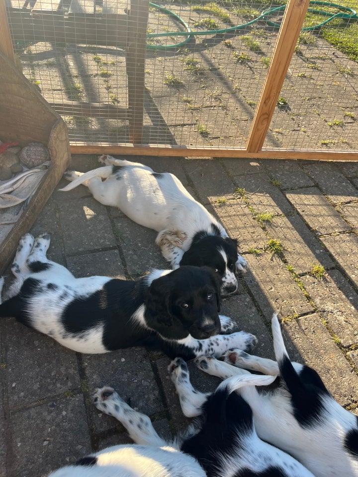 Springer Spaniel hvalp