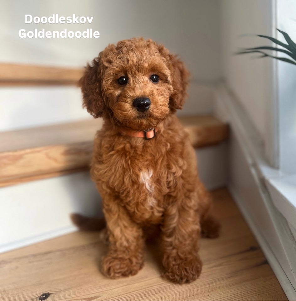 Mini Goldendoodle, hvalpe, 1 uge