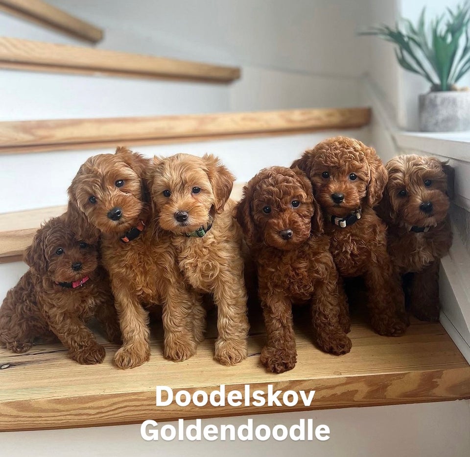 Mini Goldendoodle, hvalpe, 1 uge