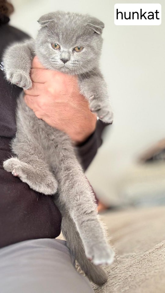 Hankat British shorthair 12 uger