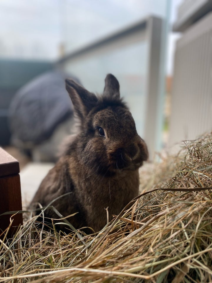 Kanin, Løvehoved, 0 år