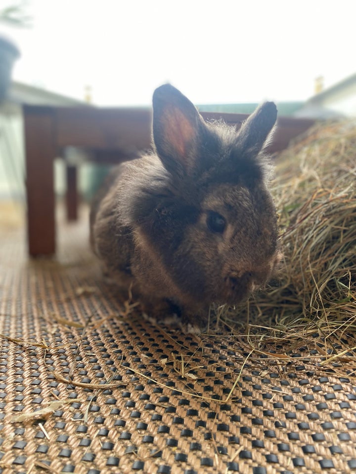 Kanin, Løvehoved, 0 år