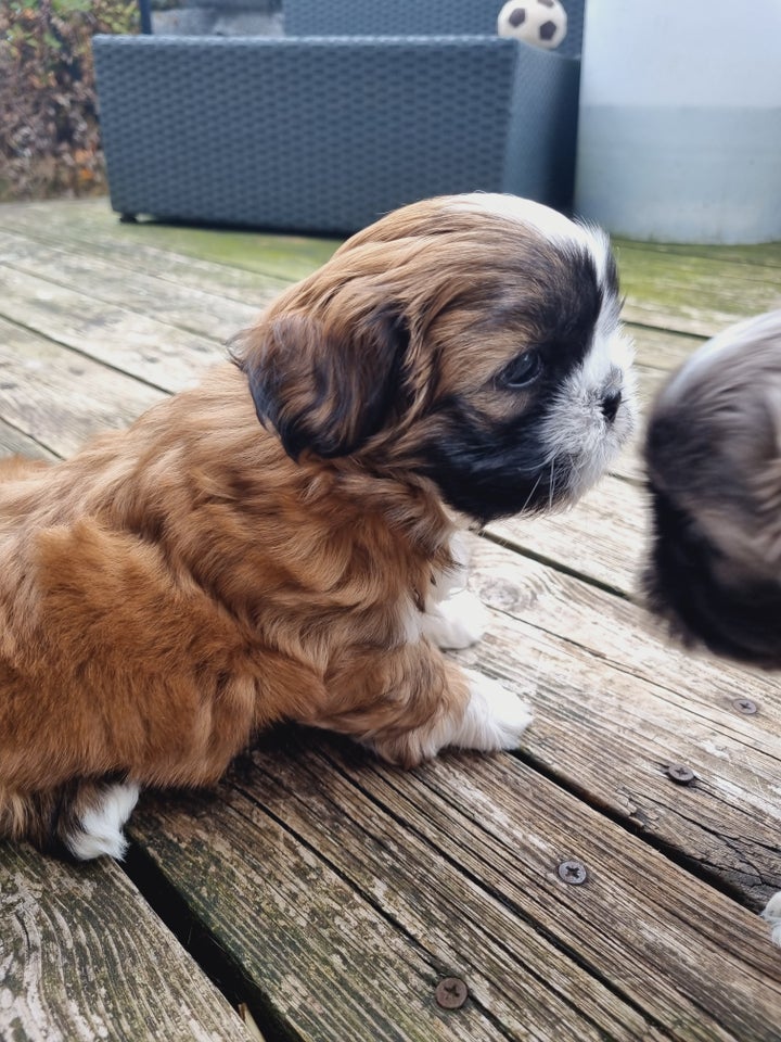 Shih tzu  hvalpe 7 uger