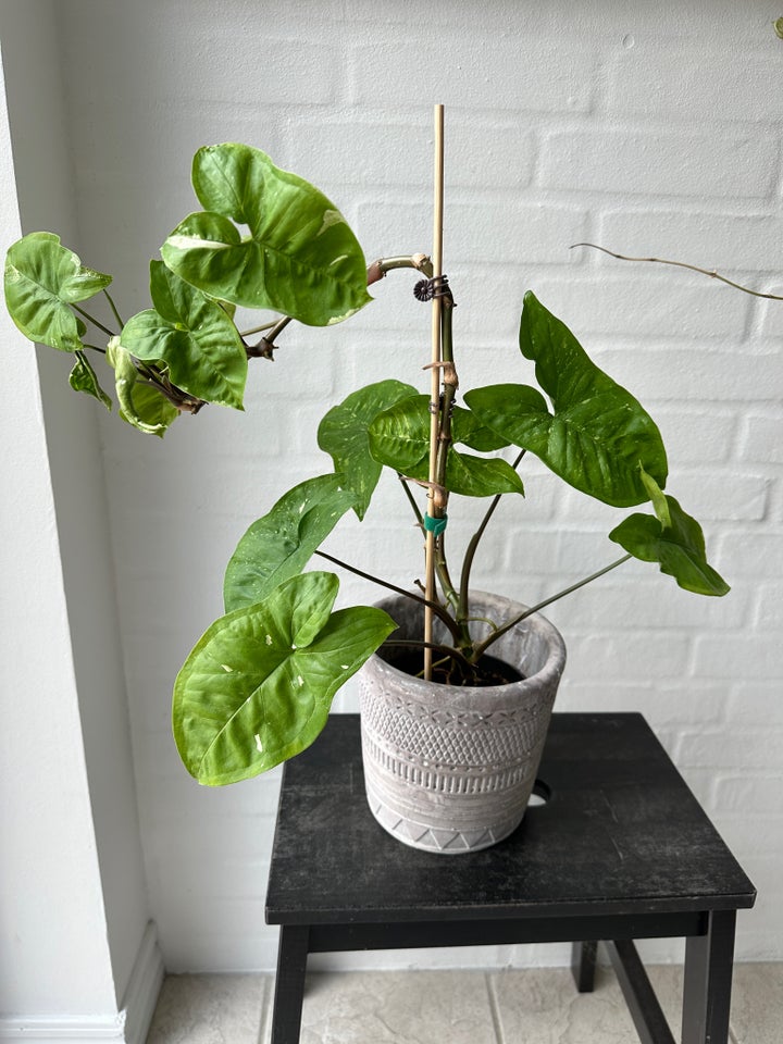 Grøn og hvid plante Syngonium