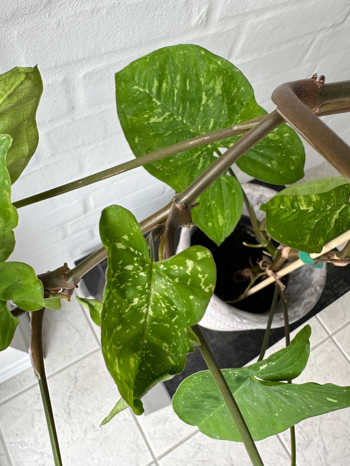 Grøn og hvid plante Syngonium