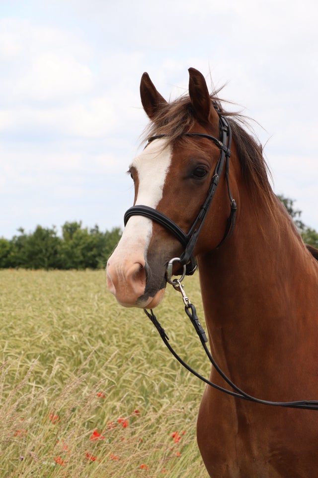 Welsh Cob vallak 6 år