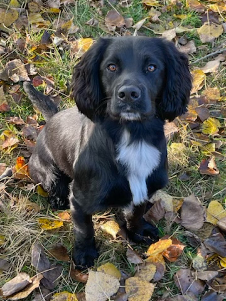 1/2 FT Cocker Spaniel, 1/2