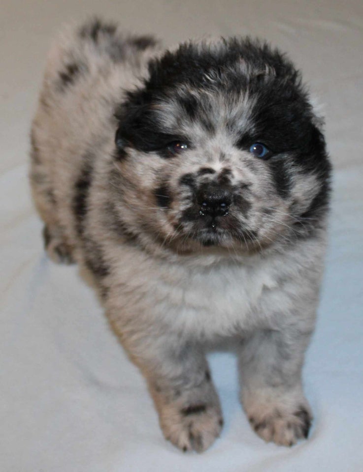 Hvalpepakke Eurasier Samojede