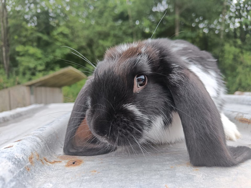 Kanin Fransk vædder 0 år