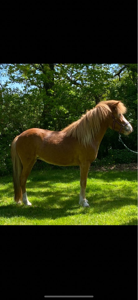 Islænder, hoppe, 2 år