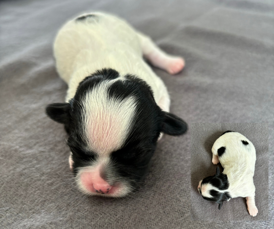 Boomer - shih tzu / malteser