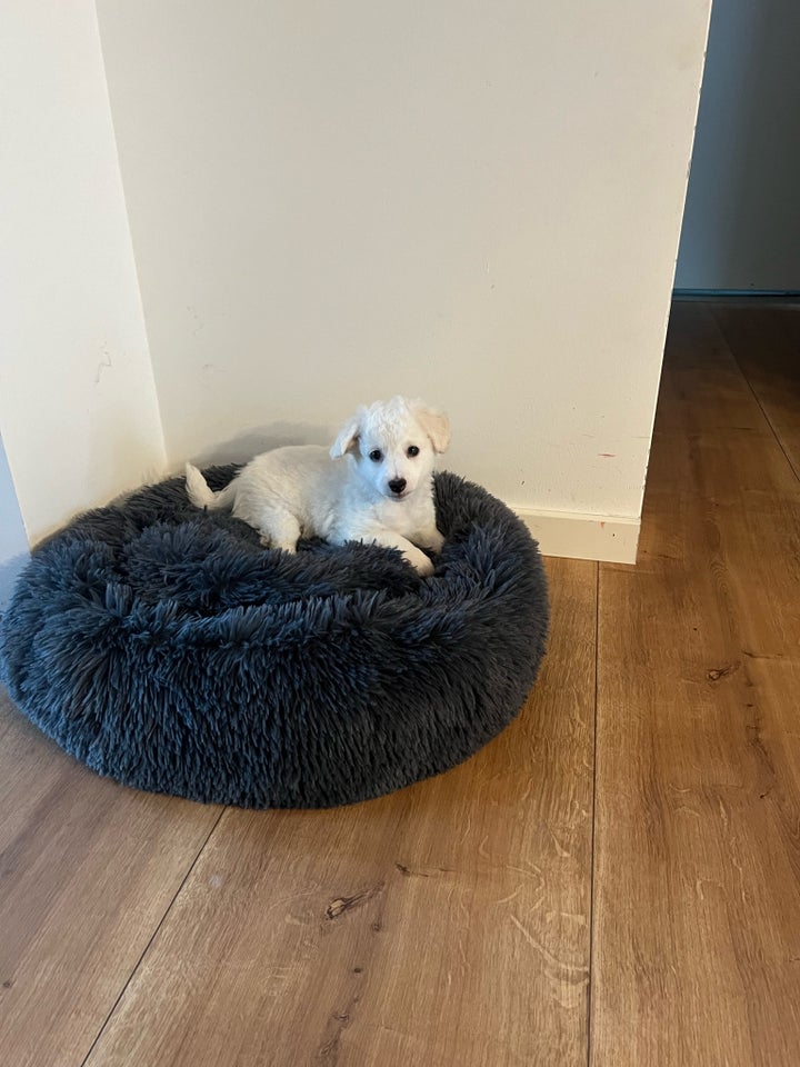 Malteser/Bichon, hvalpe, 7 mdr.