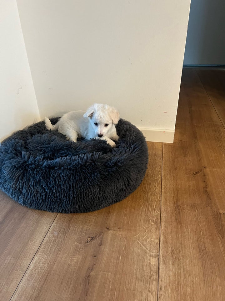 Malteser/Bichon, hvalpe, 7 mdr.