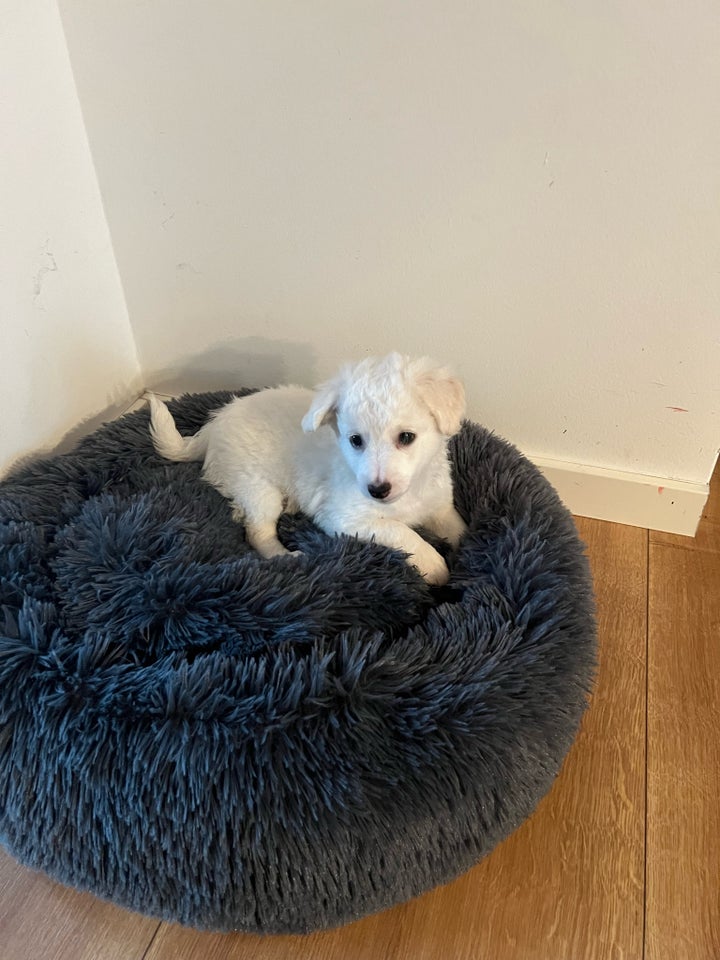 Malteser/Bichon, hvalpe, 7 mdr.