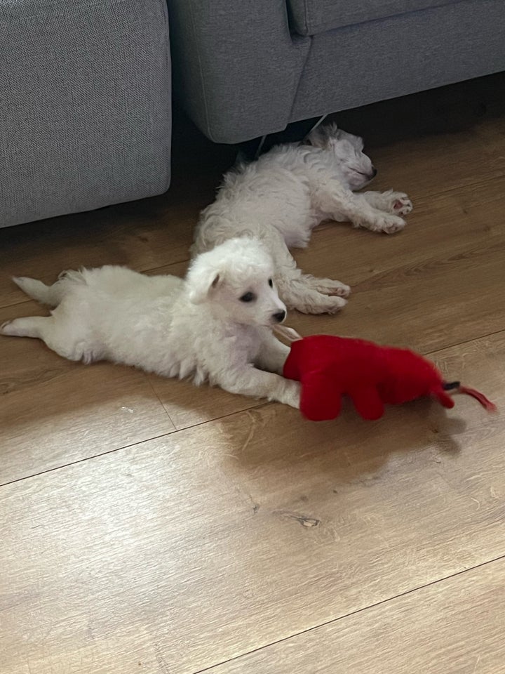 Malteser/Bichon, hvalpe, 7 mdr.