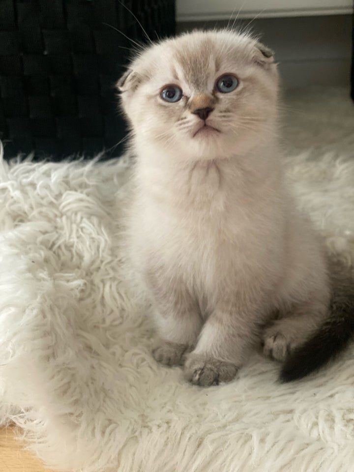 Hankat Ragdoll/ scottish-fold 7