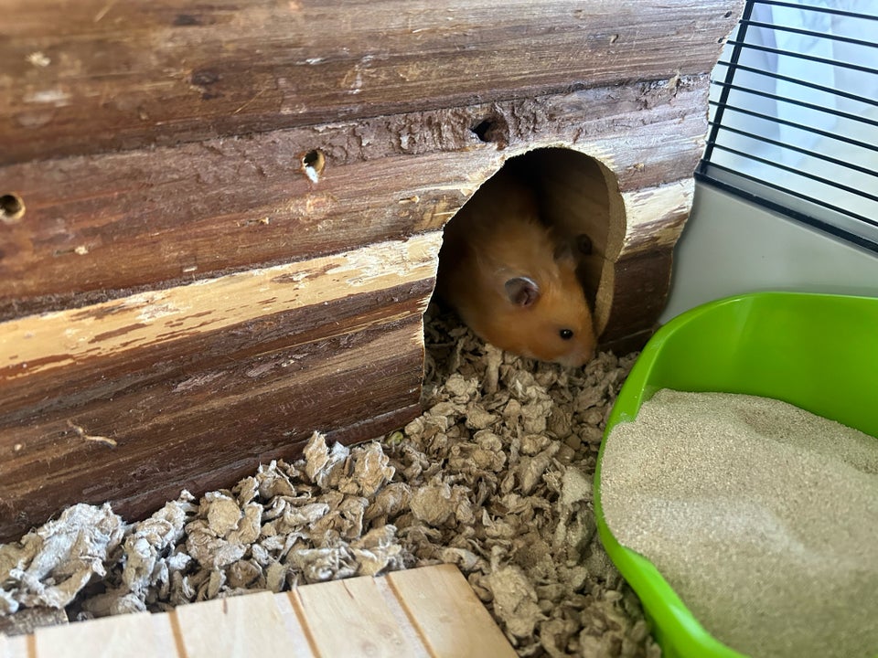 Hamster, Guldhamster med bur, 1 år