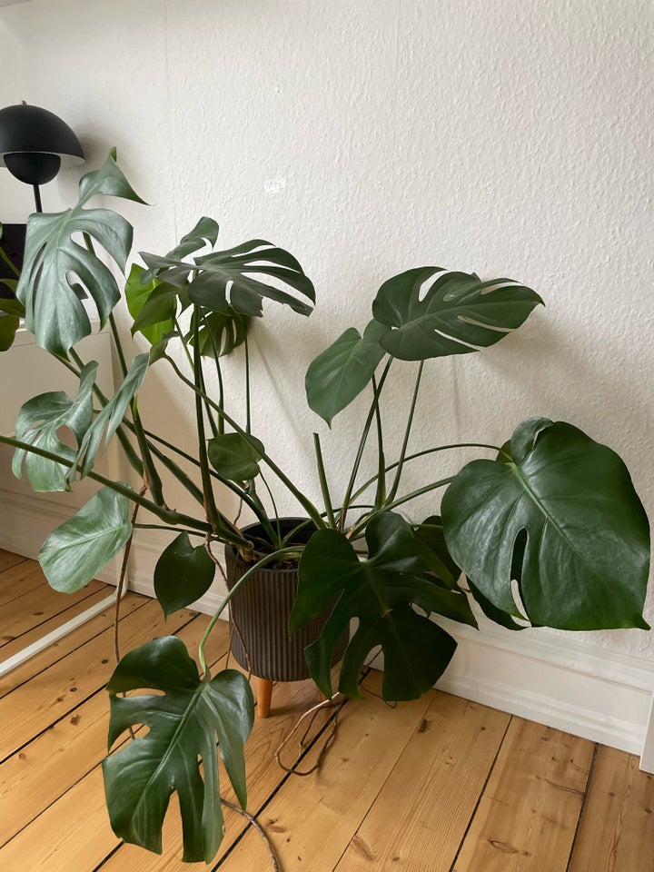 Monstera plante