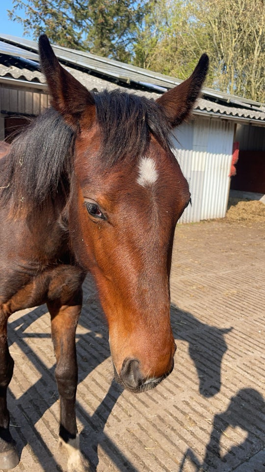 Oldenborg hoppe 1 år