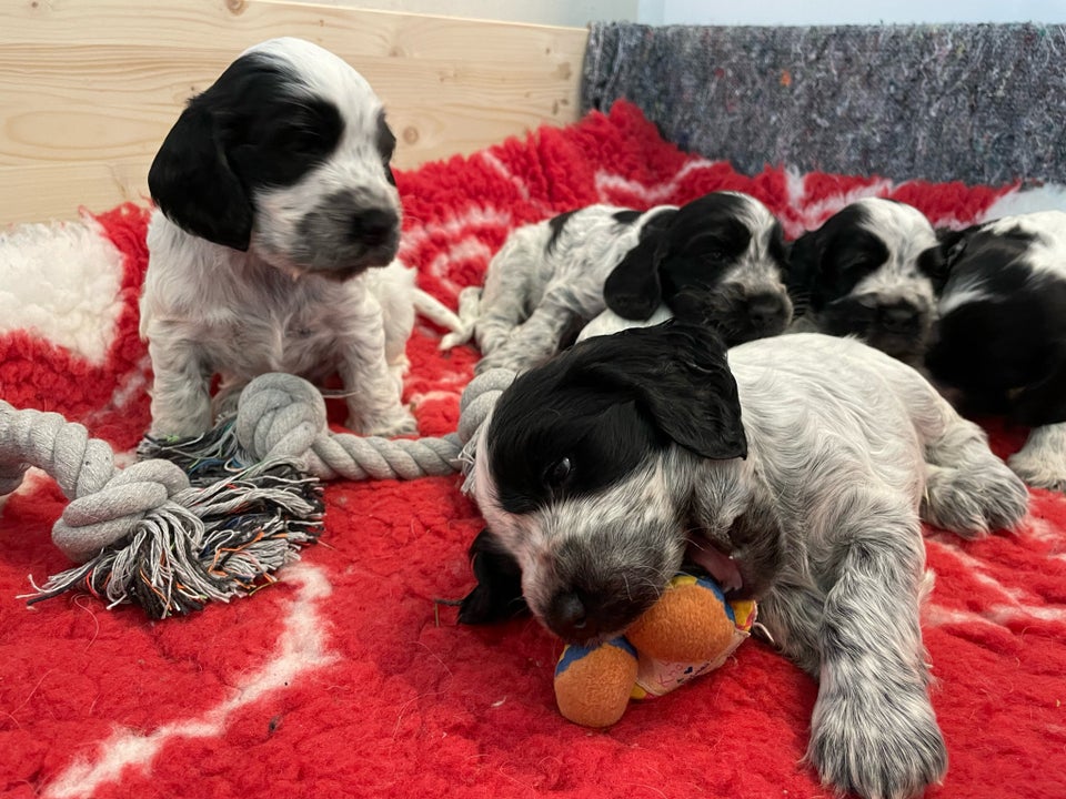 Cocker spaniel flere hvalpe 4