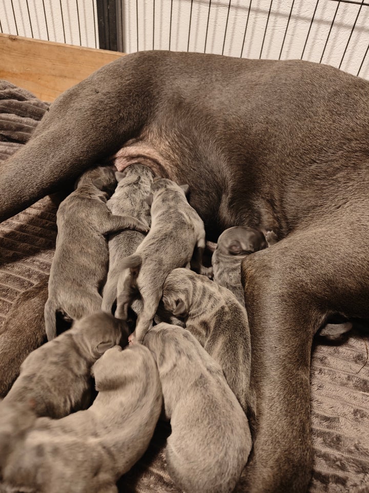 Cane corso, hvalpe, 1 uge