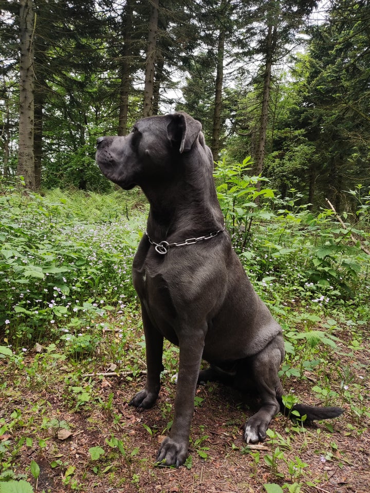 Cane corso, hvalpe, 1 uge