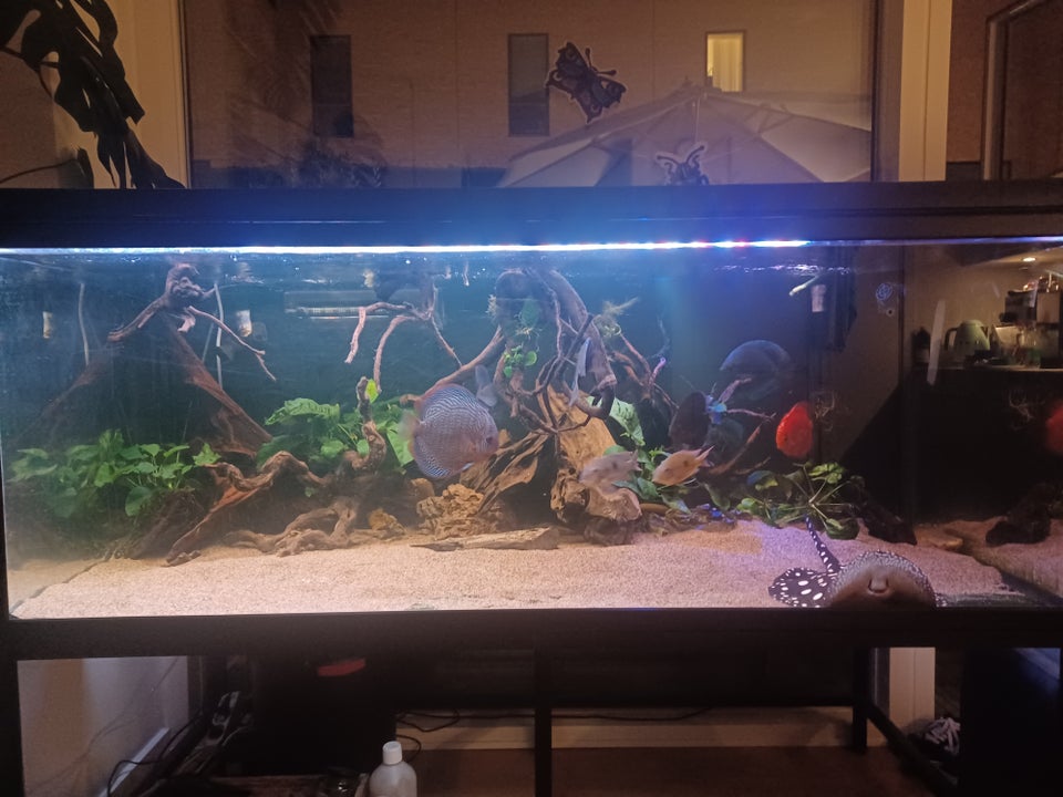 Akvarium, 720 liter, b: 160 d: 75 h: