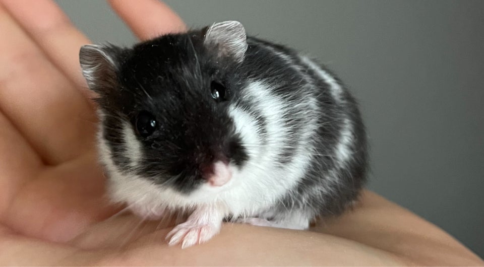 Hamster, Campbell dværghamster , 0