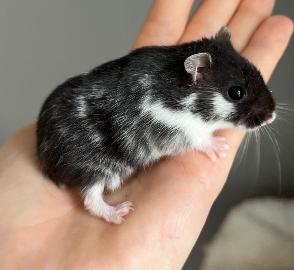 Hamster, Campbell dværghamster , 0