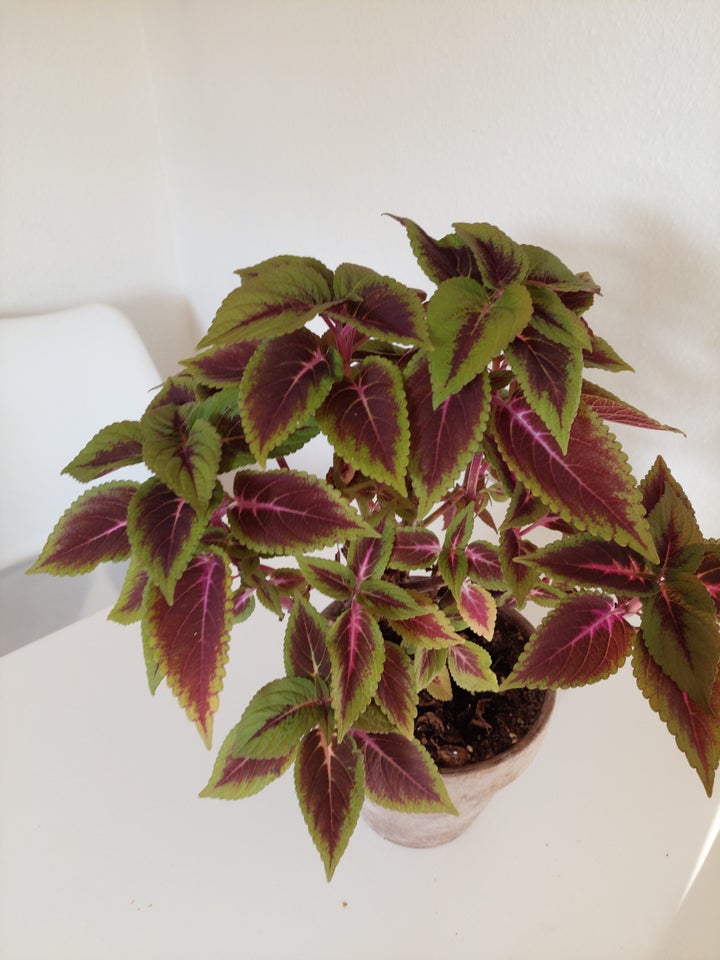 Paletblad Coleus