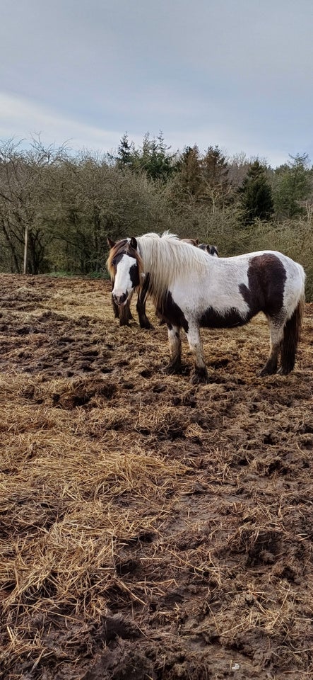 Irish Cob hoppe 3 år