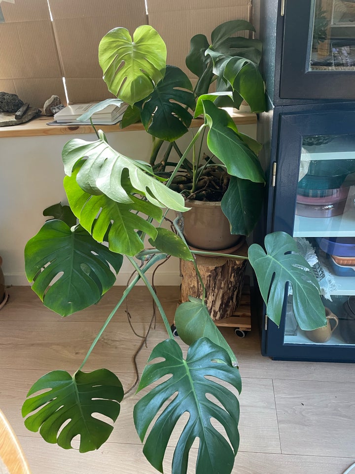 Monstera plante