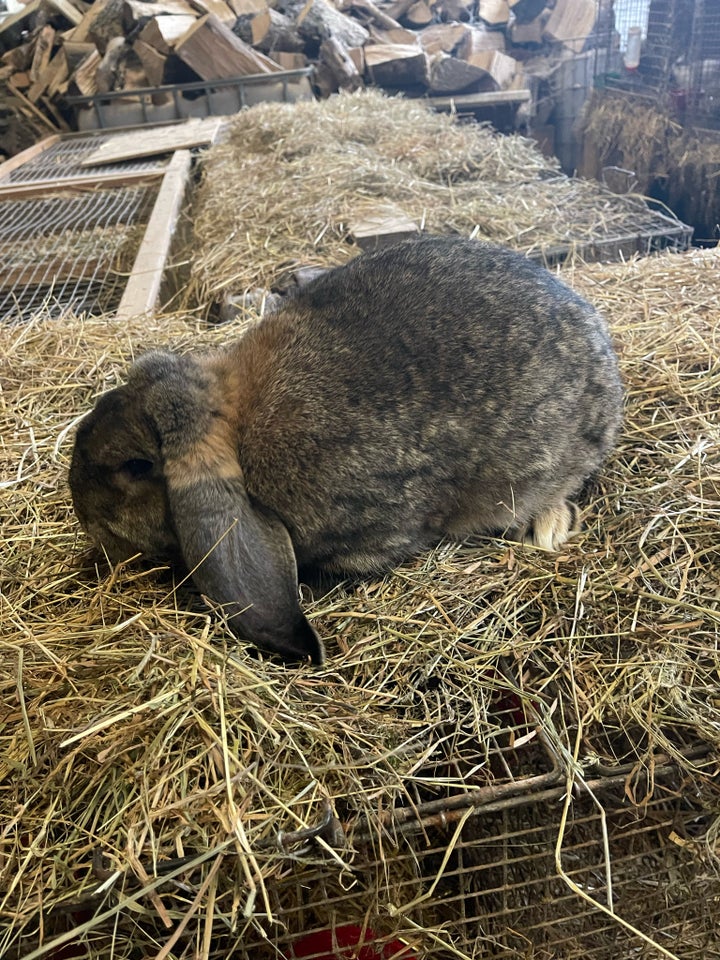 Kanin, Franskvædder, 1 år