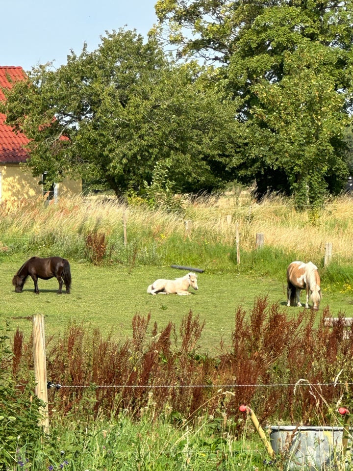 Løsdrift til ponyer