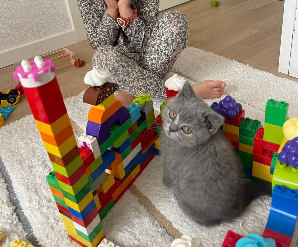 British short hair cat