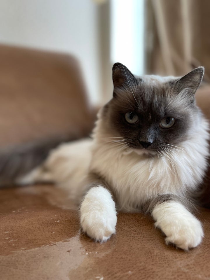 Hunkat Ragdoll/ British