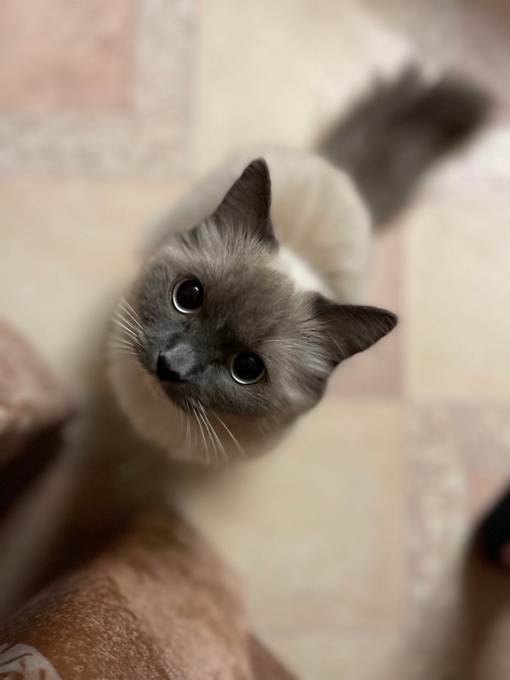 Hunkat Ragdoll/ British