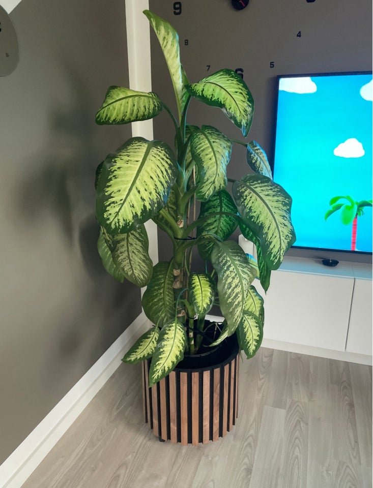 Plante Dieffenbachia