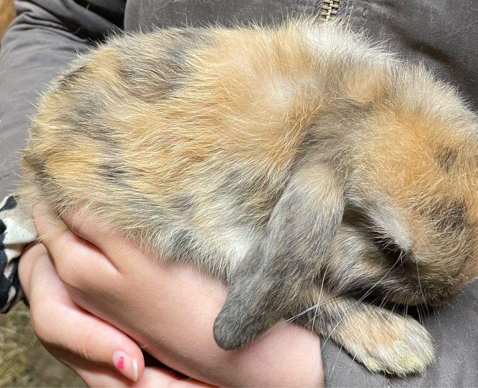 Kanin Mini lop / løvehoved 0 år