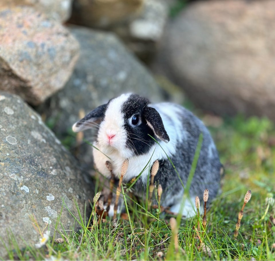 Kanin, Minilop, 2 år